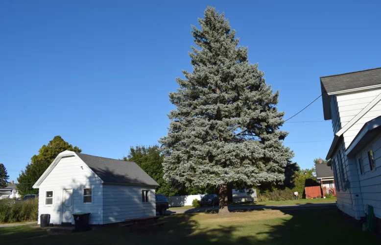 Spruce on IM’s Northside to become state Christmas tree